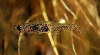 Gobiopterus chuno