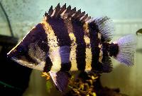 Datnioides campbelli