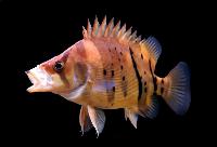 Datnioides microlepis