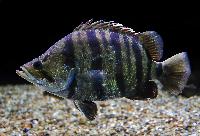 Datnioides polota