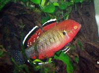 Hypseleotris compressa