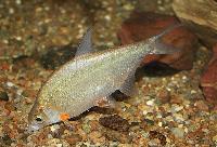 Abramis bjoerkna