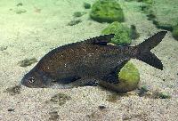 Abramis brama