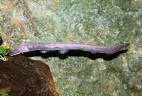 Electrophorus electricus