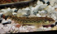 Etheostoma caeruleum
