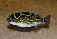 Tetraodon biocellatus