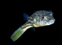 Tetraodon lineatus