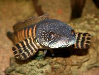 Channa aurantimaculata