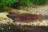 Channa sp. 'Assam'