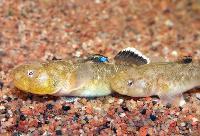 Chlamydogobius eremius
