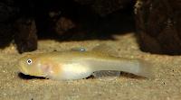 Chlamydogobius eremius
