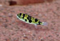 Colomesus asellus