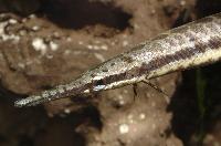 Lepisosteus oculatus