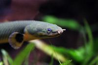 Erpetoichthys calabaricus