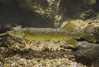Esox lucius