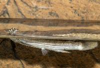 Fyrögonfisk