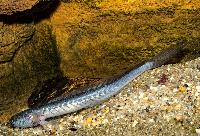 Gobioides broussonnetii