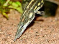 Mastacembelus armatus