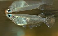 Oryzias javanicus