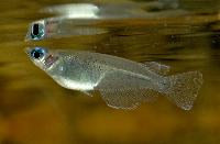 Oryzias javanicus