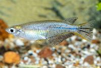 Oryzias celebesi