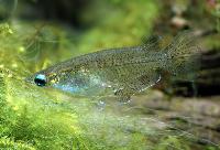 Oryzias javanicus