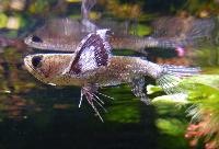 Pantodon buchholzi