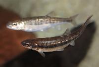 Phoxinus phoxinus