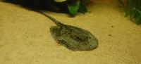 Potamotrygon orbignyi