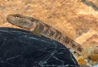 Rhinogobius chiengmaiensis