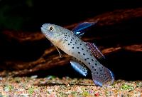 Stigmatogobius sadanundio