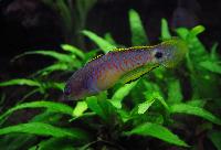 Tateurndina ocellicauda
