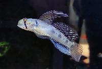 Oligolepis acutipennis