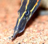 Mastacembelus erythrotaenia
