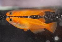 Oryzias latipes