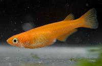 Oryzias latipes