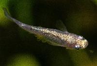 Oryzias latipes