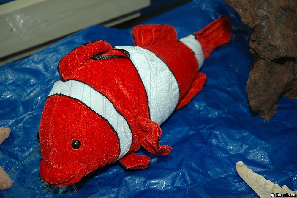 Tygfisk