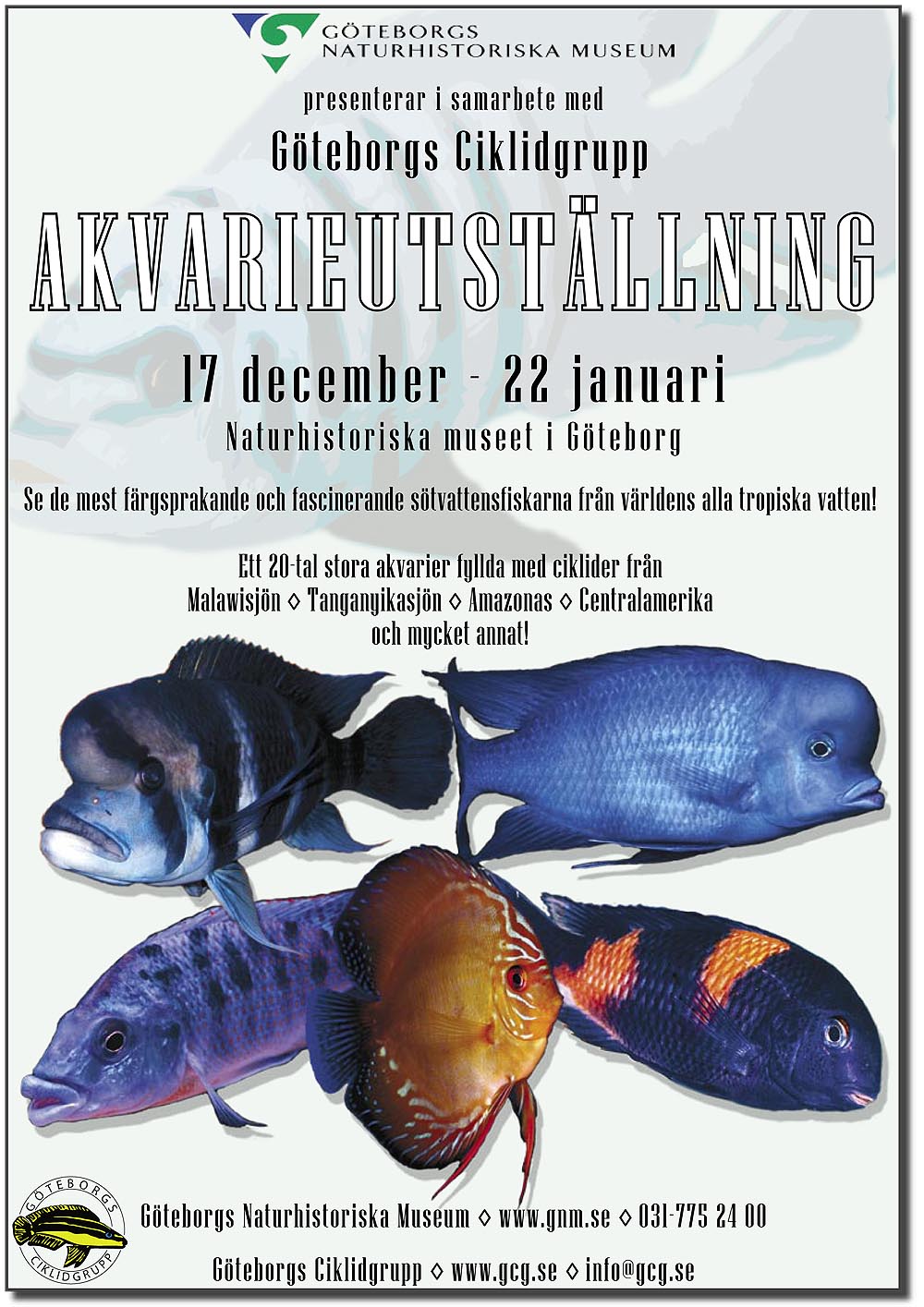 Affisch för Göteborgs Ciklidgrupps utställning 2005