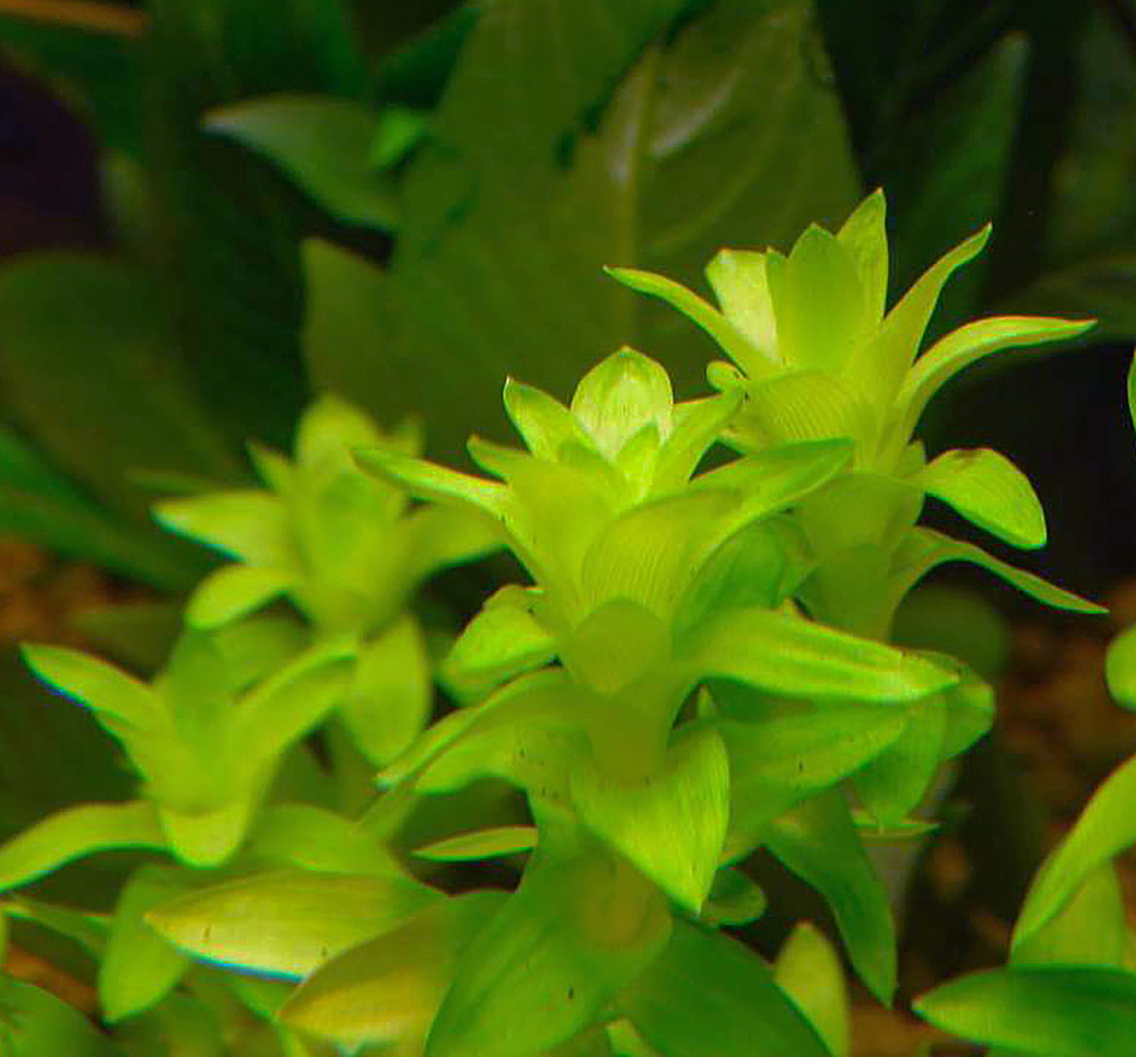Tonina fluviatilis