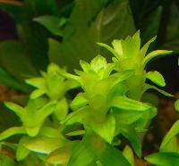 Tonina fluviatilis