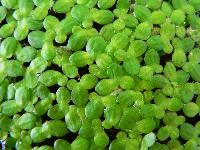 Lemna minor