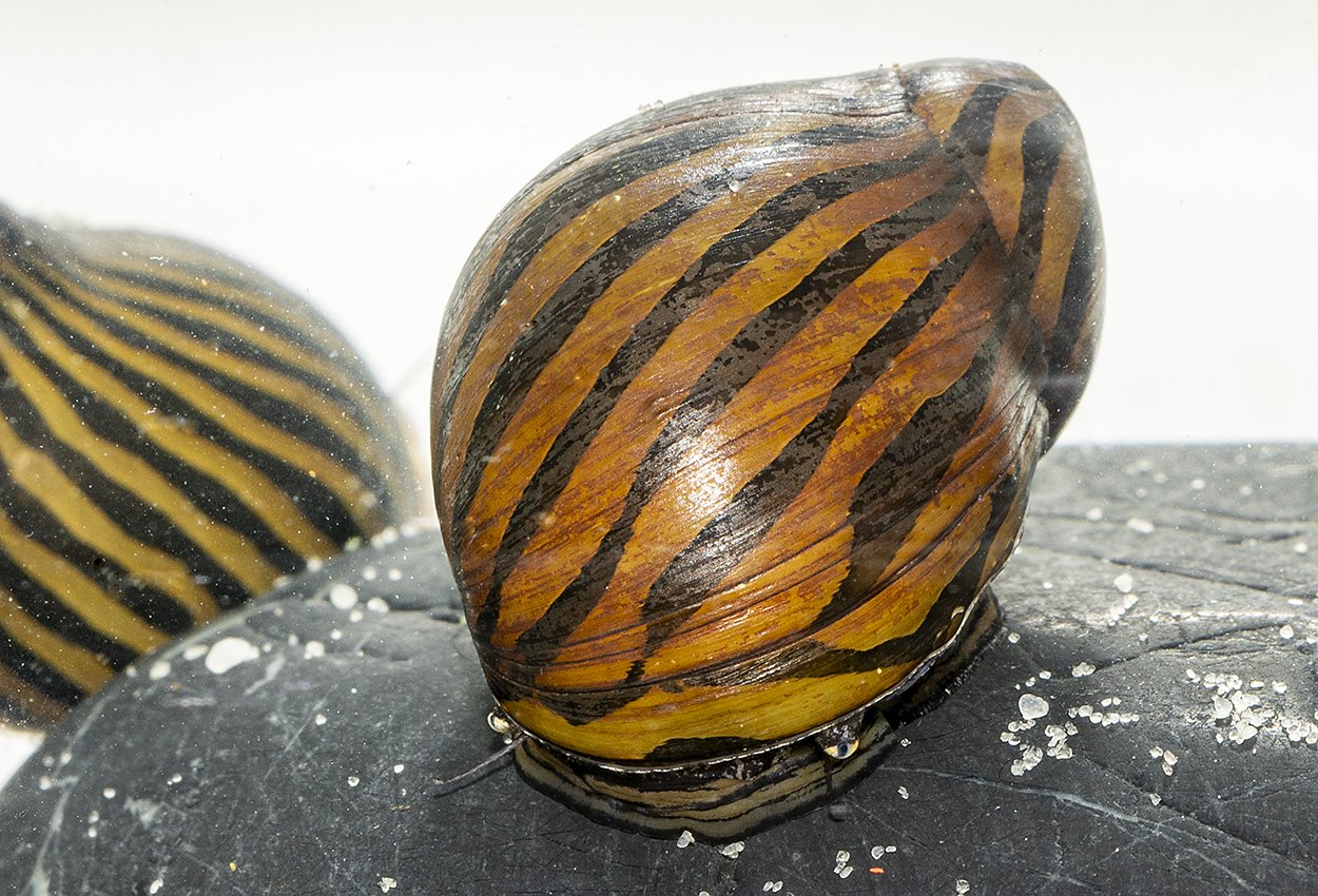 Zebrasnäcka