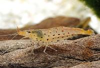 Caridina rubropunctata