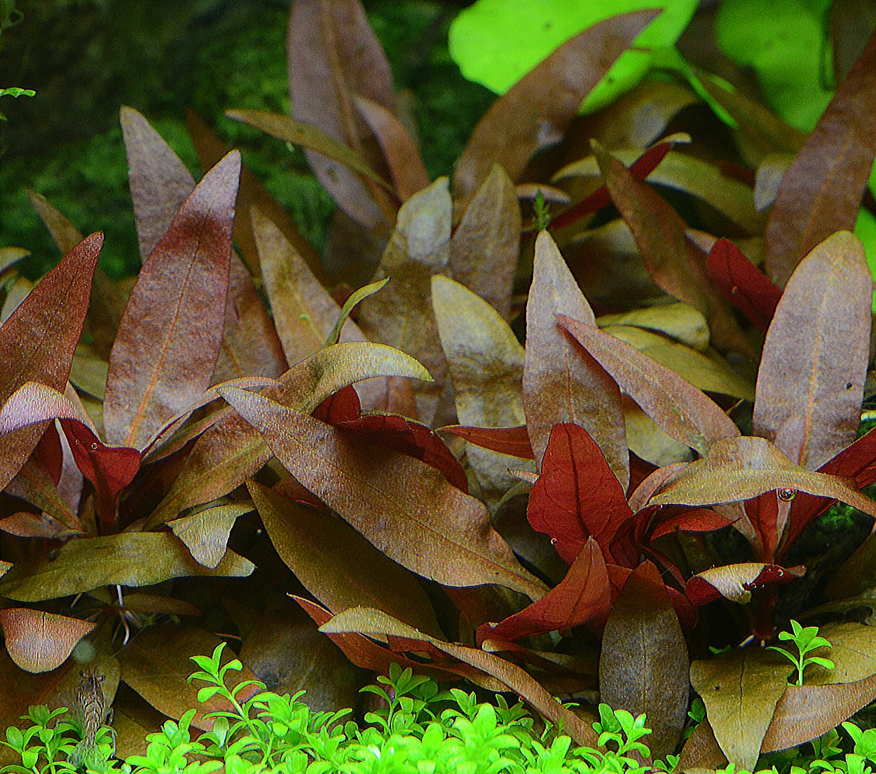 Alternanthera reineckii, 'mini'