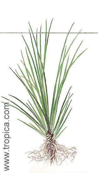 Acorus gramineus var.gramineus