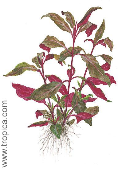 Alternanthera reineckii 'purple'