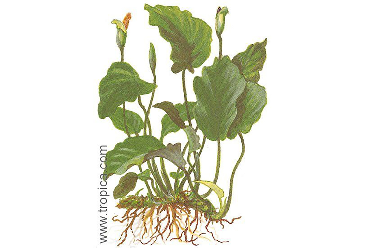 Anubias barteri var. barteri
