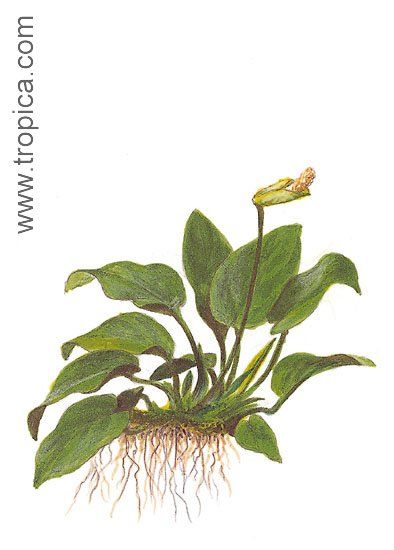 Anubias barteri var. nana