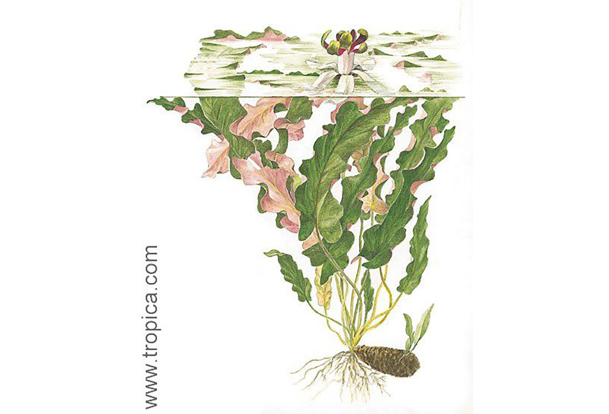 Barclaya longifolia